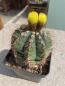 Preview: Notocactus ottonis